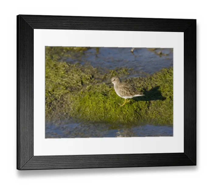 Framed Print : Least Sandpiper (Calidris minutilla) adult, winter plumage, foraging along tideline, Southern California, U. S. A. november Framed Print : Least Sandpiper (Calidris minutilla) adult, winter plumage, foraging along tideline, Southern California, U. S. A. november