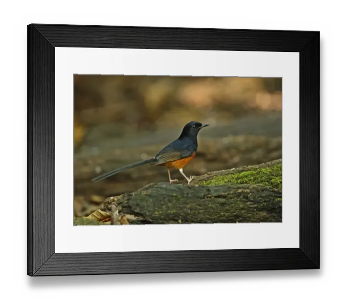Framed Print : White-rumped Shama (Copsychus malabaricus interpositus) adult male, standing on log, Kaeng Krachan N. P. Thailand, november Framed Print : White-rumped Shama (Copsychus malabaricus interpositus) adult male, standing on log, Kaeng Krachan N. P. Thailand, november