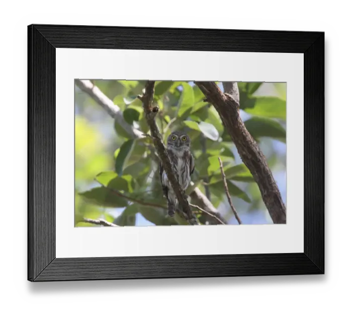 Framed Print : Ferruginous Pygmy-owl (Glaucidium brasilianum) adult, perched on branch in tree, Costa Rica, february Framed Print : Ferruginous Pygmy-owl (Glaucidium brasilianum) adult, perched on branch in tree, Costa Rica, february