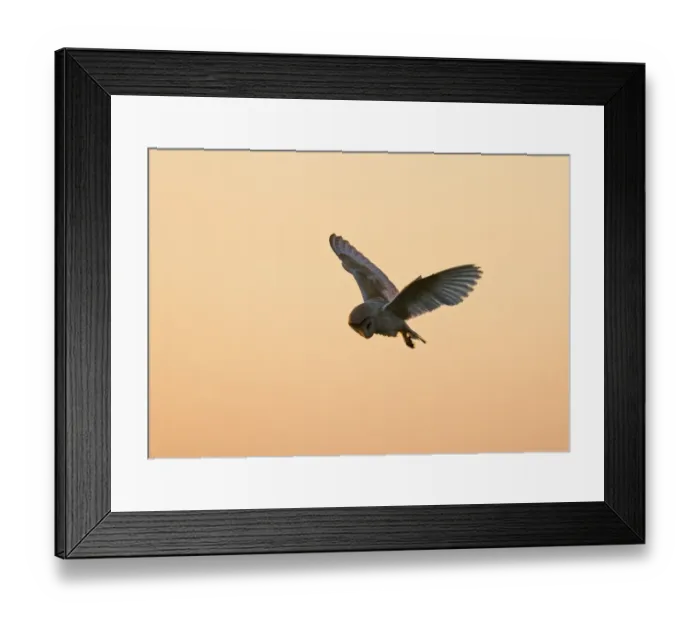 Framed Print : Barn Owl (Tyto alba) adult, in flight, hunting at dusk, North Norfolk, England, summer