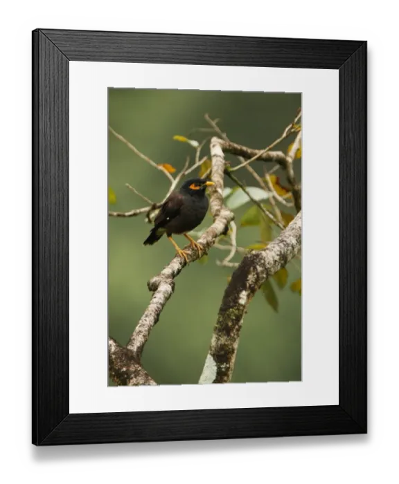 Framed Print : Common Mynah (Acridotheres tristis melanosturnus) endemic race, adult, perched on branch, Sri Lanka, december Framed Print : Common Mynah (Acridotheres tristis melanosturnus) endemic race, adult, perched on branch, Sri Lanka, december