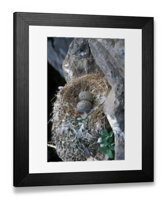 Framed Print : Kittiwake (Rissa tridactyla) Nest with eggs Framed Print : Kittiwake (Rissa tridactyla) Nest with eggs