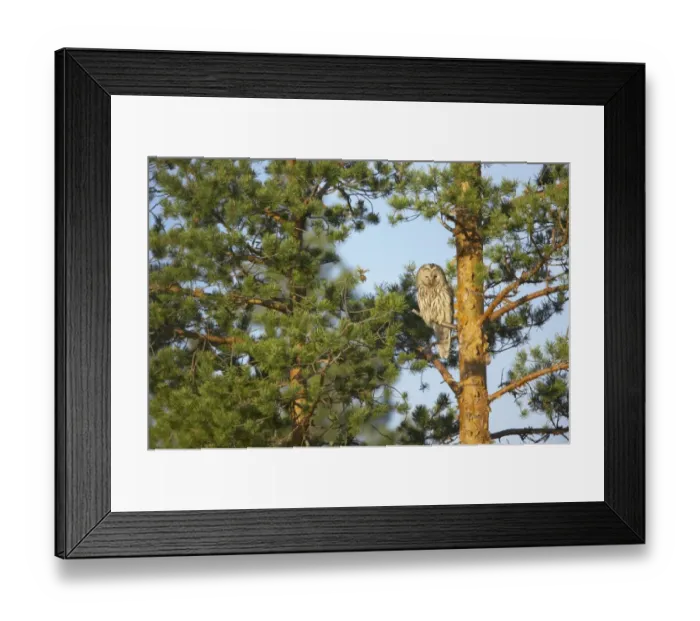 Framed Print : Ural Owl (Strix uralensis) adult, perched on branch in pine tree, Finland Framed Print : Ural Owl (Strix uralensis) adult, perched on branch in pine tree, Finland