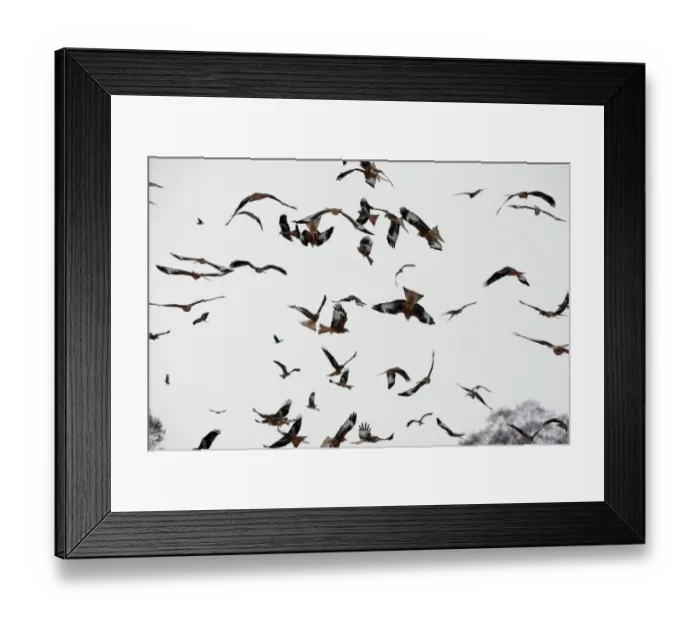 Framed Print : Red Kite (Milvus milvus) flock, in flight over feeding station in snow, Gigrin Farm, Powys, Wales, january
