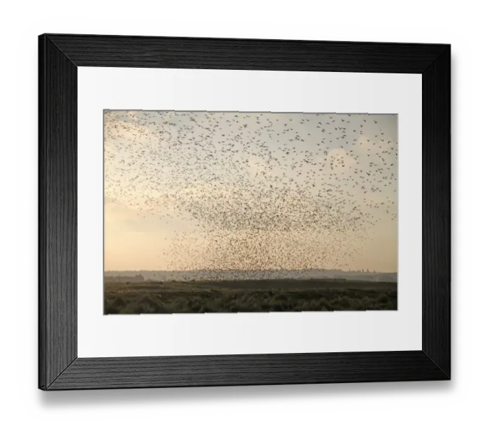 Framed Print : Knot (Calidris canutus) flock, in flight, coming into roost over coastal habitat at high tide, The Wash, Snettisham RSPB Reserve, Norfolk, England, october Framed Print : Knot (Calidris canutus) flock, in flight, coming into roost over coastal habitat at high tide, The Wash, Snettisham RSPB Reserve, Norfolk, England, october