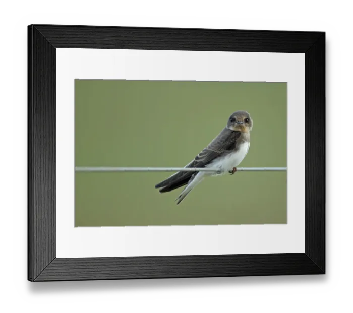 Framed Print : Sand Martin (Riparia riparia) juvenile, perched on wire, Cley Marshes Reserve, Cley-next-the-sea, Norfolk, England, july Framed Print : Sand Martin (Riparia riparia) juvenile, perched on wire, Cley Marshes Reserve, Cley-next-the-sea, Norfolk, England, july