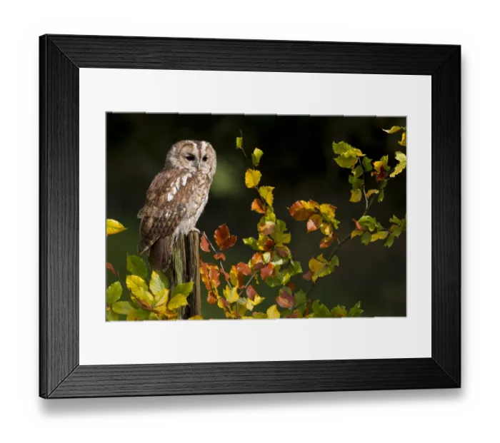 Framed Print : Tawny Owl (Strix aluco) adult, perched on post amongst autumn beech leaves, Peak District, Derbyshire, England, november (captive) Framed Print : Tawny Owl (Strix aluco) adult, perched on post amongst autumn beech leaves, Peak District, Derbyshire, England, november (captive)