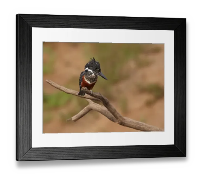 Framed Print : Giant Kingfisher (Megaceryle maxima) adult female, perched on branch, Niokolo-Koba, Senegal, january Framed Print : Giant Kingfisher (Megaceryle maxima) adult female, perched on branch, Niokolo-Koba, Senegal, january