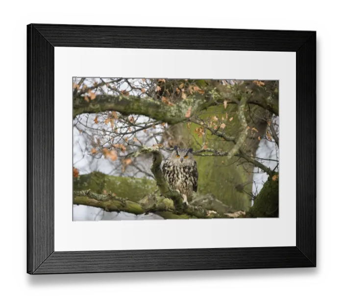 Framed Print : Eurasian Eagle-owl (Bubo bubo) adult, perched on branch in oak tree, Gloucestershire, England (controlled) Framed Print : Eurasian Eagle-owl (Bubo bubo) adult, perched on branch in oak tree, Gloucestershire, England (controlled)