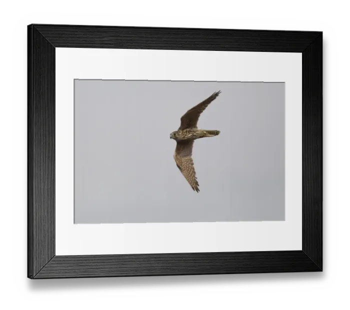 Framed Print : Merlin (Falco columbarius) adult female, in flight, Peak District, Derbyshire, England, october Framed Print : Merlin (Falco columbarius) adult female, in flight, Peak District, Derbyshire, England, october