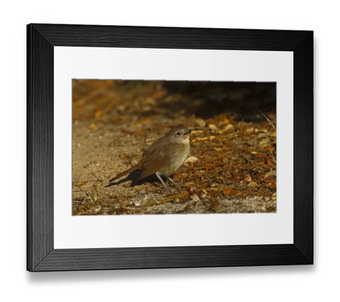 Framed Print : Common Nightingale (Luscinia megarhynchos) adult, feeding on fly, standing on ground, Northern Spain, july Framed Print : Common Nightingale (Luscinia megarhynchos) adult, feeding on fly, standing on ground, Northern Spain, july