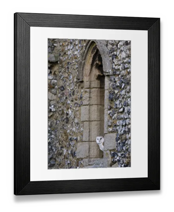 Framed Print : Barn Owl (Tyto alba) adult, roosting in church window, Cley, North Norfolk, England, winter Framed Print : Barn Owl (Tyto alba) adult, roosting in church window, Cley, North Norfolk, England, winter