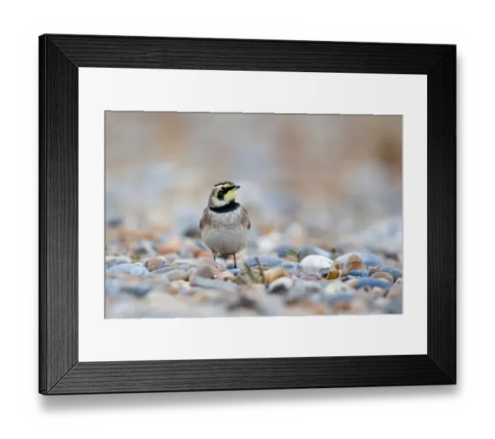 Framed Print : Shore Lark (Eremophila alpestris) adult, winter plumage, standing on shingle beach, Suffolk, England, november Framed Print : Shore Lark (Eremophila alpestris) adult, winter plumage, standing on shingle beach, Suffolk, England, november