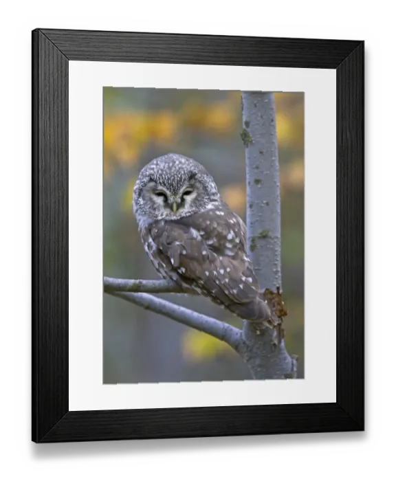 Framed Print : Tengmalm's Owl (Aegolius funereus) adult, perched on aspen branch, Finland, october Framed Print : Tengmalm's Owl (Aegolius funereus) adult, perched on aspen branch, Finland, october