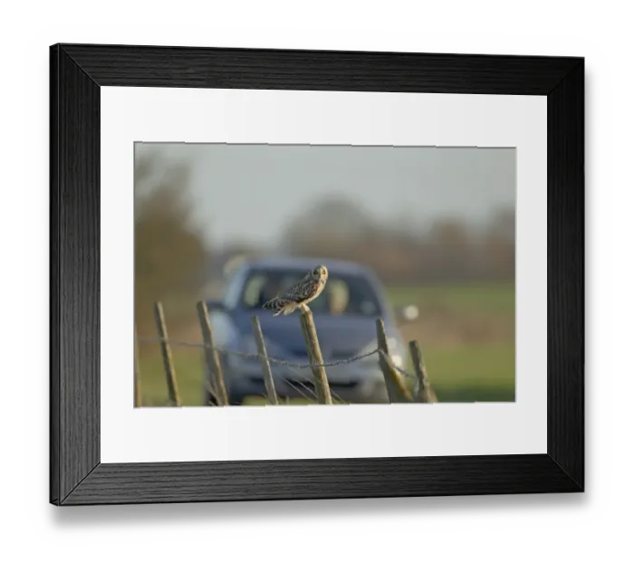 Framed Print : Short-eared Owl (Asio flammeus) adult, perched on fencepost, with car approaching in background, Isle of Sheppey, Kent, England, december Framed Print : Short-eared Owl (Asio flammeus) adult, perched on fencepost, with car approaching in background, Isle of Sheppey, Kent, England, december