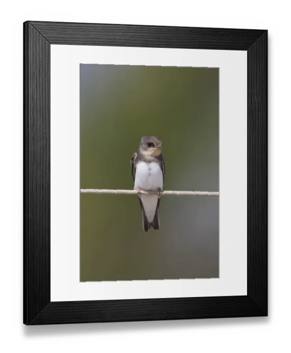 Framed Print : Sand Martin (Riparia riparia) adult male, perched on wire, Minsmere RSPB Reserve, Suffolk, England, june Framed Print : Sand Martin (Riparia riparia) adult male, perched on wire, Minsmere RSPB Reserve, Suffolk, England, june