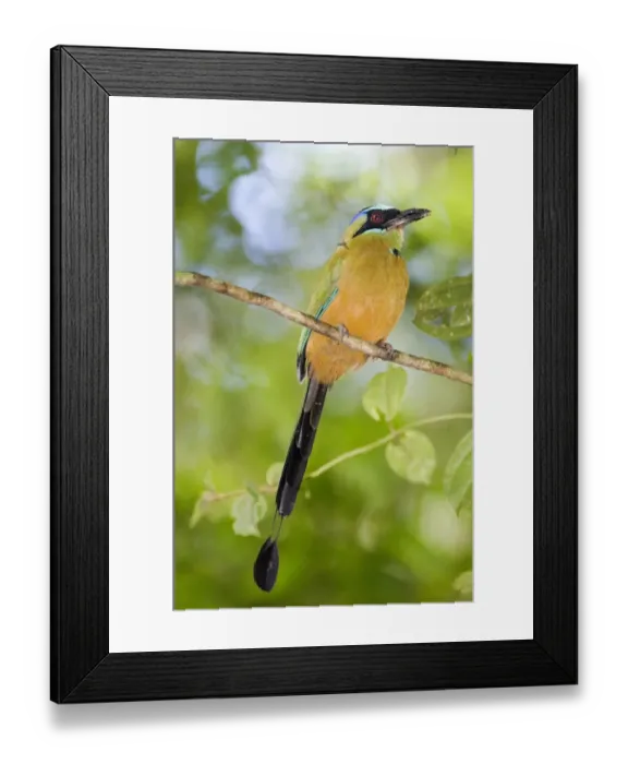 Framed Print : Blue-crowned Motmot (Momotus momota conexus) adult, perched on twig, Soberiana N. P. Panama Framed Print : Blue-crowned Motmot (Momotus momota conexus) adult, perched on twig, Soberiana N. P. Panama