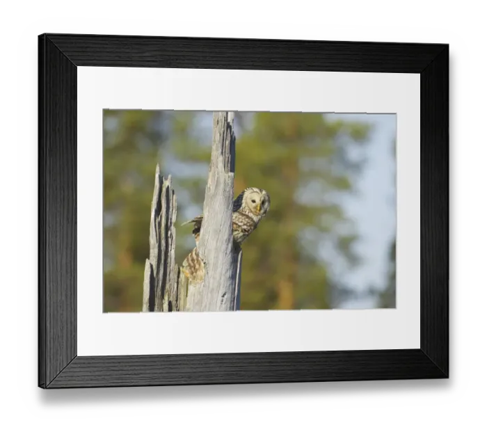 Framed Print : Ural Owl (Strix uralensis) adult female, at nest in hollow of dead tree trunk, Finland Framed Print : Ural Owl (Strix uralensis) adult female, at nest in hollow of dead tree trunk, Finland