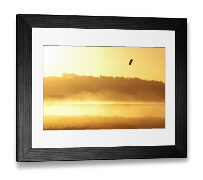Framed Print : Northern Lapwing (Vanellus vanellus) adult, in territorial flight over coastal marshland habitat, silhouetted at sunrise, Elmley Marshes N. N. R. North Kent Marshes, Isle of Sheppey, Kent, England, may Framed Print : Northern Lapwing (Vanellus vanellus) adult, in territorial flight over coastal marshland habitat, silhouetted at sunrise, Elmley Marshes N. N. R. North Kent Marshes, Isle of Sheppey, Kent, England, may