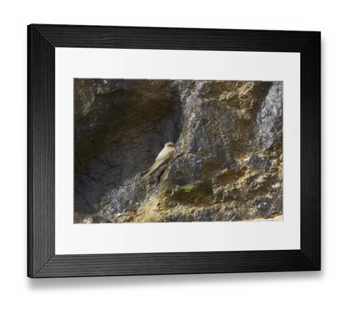 Framed Print : Eurasian Crag-martin (Ptyonoprogne rupestris) adult, standing on crag, Pyrenees, Spain Framed Print : Eurasian Crag-martin (Ptyonoprogne rupestris) adult, standing on crag, Pyrenees, Spain