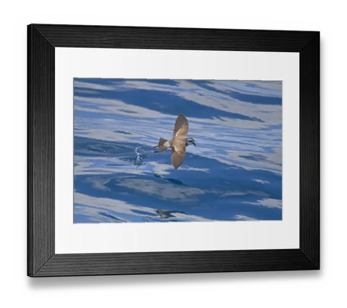 Framed Print : White-faced Storm-petrel (Pelagodroma marina) adult, in flight over sea, New Zealand, november Framed Print : White-faced Storm-petrel (Pelagodroma marina) adult, in flight over sea, New Zealand, november