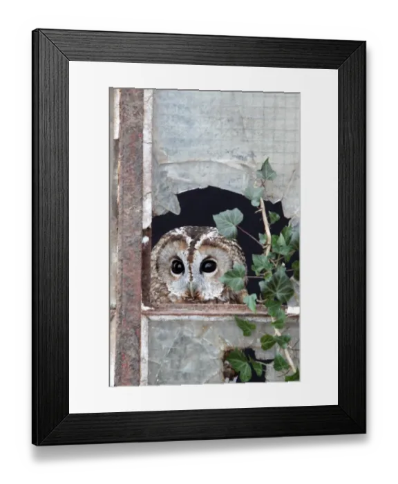 Framed Print : Tawny Owl (Strix aluco) adult, looking out from broken glass at window, Gloucestershire, England, january (captive) Framed Print : Tawny Owl (Strix aluco) adult, looking out from broken glass at window, Gloucestershire, England, january (captive)