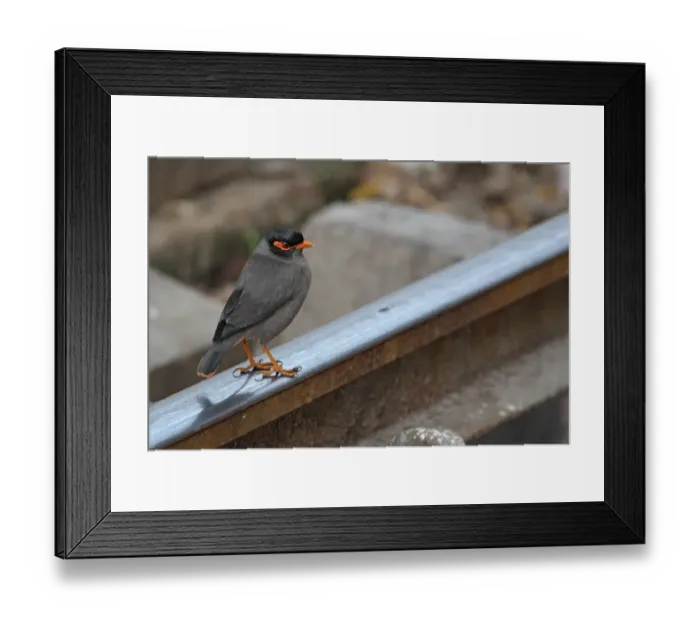 Framed Print : Bank Myna (Acridotheres ginginianus) adult, standing on railway track, Delhi, India, november