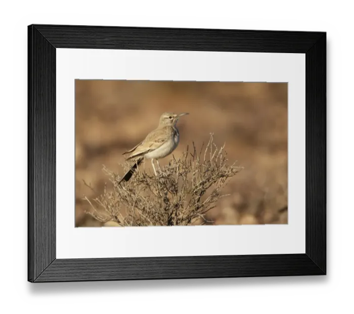 Framed Print : Greater Hoopoe-lark (Alaemon alaudipes) adult, perched on bush, Boulmane Dades, Morocco, february Framed Print : Greater Hoopoe-lark (Alaemon alaudipes) adult, perched on bush, Boulmane Dades, Morocco, february