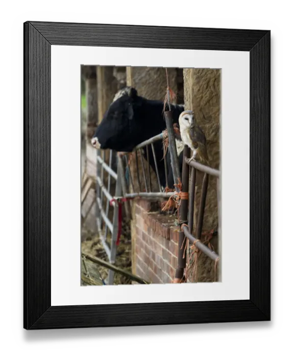 Framed Print : Barn Owl (Tyto alba) adult, perched on gate in old cattle barn, Sheffield, South Yorkshire, England, november (captive) Framed Print : Barn Owl (Tyto alba) adult, perched on gate in old cattle barn, Sheffield, South Yorkshire, England, november (captive)