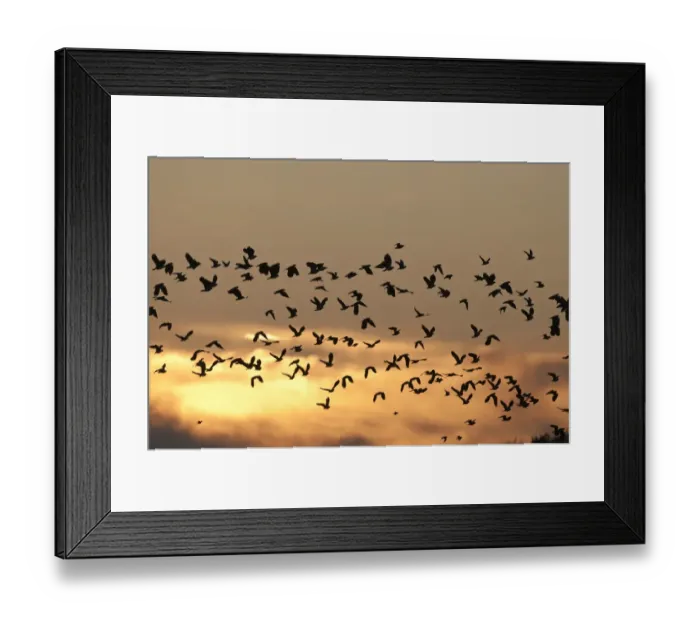 Framed Print : Northern Lapwing (Vanellus vanellus) flock, in flight, silhouetted at sunset, Cley, Norfolk, England, november Framed Print : Northern Lapwing (Vanellus vanellus) flock, in flight, silhouetted at sunset, Cley, Norfolk, England, november