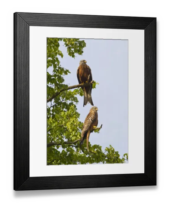 Framed Print : Red Kite (Milvus milvus) two adults, perched on branches in tree, Oxfordshire, England, june Framed Print : Red Kite (Milvus milvus) two adults, perched on branches in tree, Oxfordshire, England, june