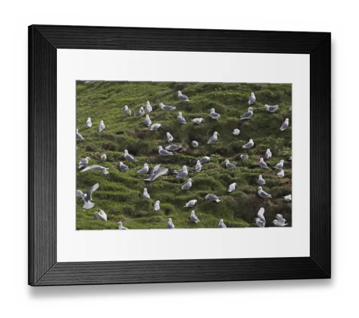 Framed Print : Kittiwake (Rissa tridactyla) flock, collecting nesting material on clifftop, Fowlsheugh RSPB Reserve, Kincardineshire, Grampian, Scotland Framed Print : Kittiwake (Rissa tridactyla) flock, collecting nesting material on clifftop, Fowlsheugh RSPB Reserve, Kincardineshire, Grampian, Scotland