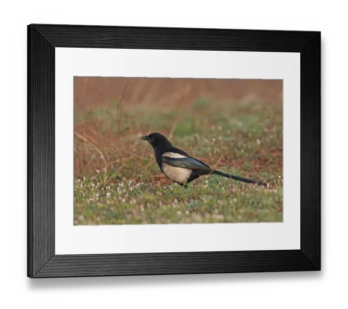 Framed Print : Common Magpie (Pica pica sericea) adult, with sooty plumage from entering chimneys, standing on ground, Beidaihe, Hebei, China, may Framed Print : Common Magpie (Pica pica sericea) adult, with sooty plumage from entering chimneys, standing on ground, Beidaihe, Hebei, China, may