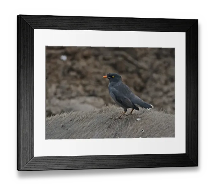 Framed Print : Jungle Myna (Acridotheres fuscus fumidus) adult, feeding on wounds of live but paralysed Wild Water Buffalo (Bubalis arnee) wounded by Indian Tiger (Panthera tigris tigris), Kaziranga N. P. Assam, India, january