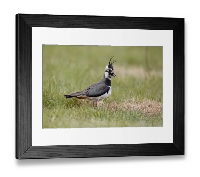Framed Print : Northern Lapwing (Vanellus vanellus) adult female, summer plumage, calling, standing in grass, Midlands, England, april Framed Print : Northern Lapwing (Vanellus vanellus) adult female, summer plumage, calling, standing in grass, Midlands, England, april