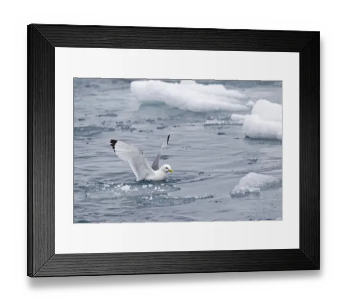 Framed Print : Black-legged Kittiwake (Rissa tridactyla) adult, with food in beak, taking off from sea, Spitzbergen, Svalbard, july Framed Print : Black-legged Kittiwake (Rissa tridactyla) adult, with food in beak, taking off from sea, Spitzbergen, Svalbard, july