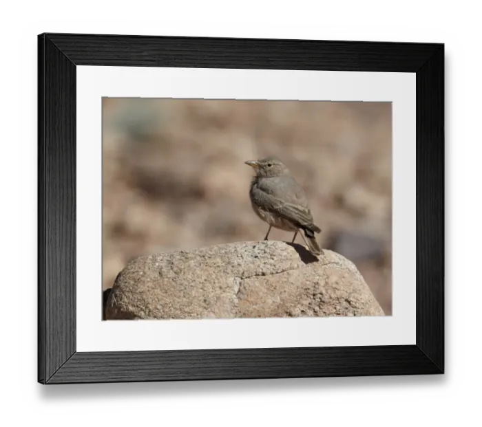 Framed Print : Desert Lark (Ammomanes deserti) adult, standing on rock, near Ouarzazate, Morocco, february Framed Print : Desert Lark (Ammomanes deserti) adult, standing on rock, near Ouarzazate, Morocco, february
