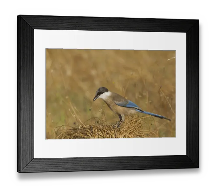 Framed Print : Azure-winged Magpie (Cyanopica cyana) juvenile, standing on dry leaves, Northern Spain, july