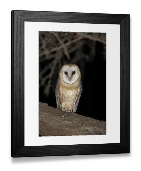 Framed Print : Barn Owl (Tyto alba affinis) adult, perched on branch at night, Pilanesberg N. P. North West Province, South Africa Framed Print : Barn Owl (Tyto alba affinis) adult, perched on branch at night, Pilanesberg N. P. North West Province, South Africa