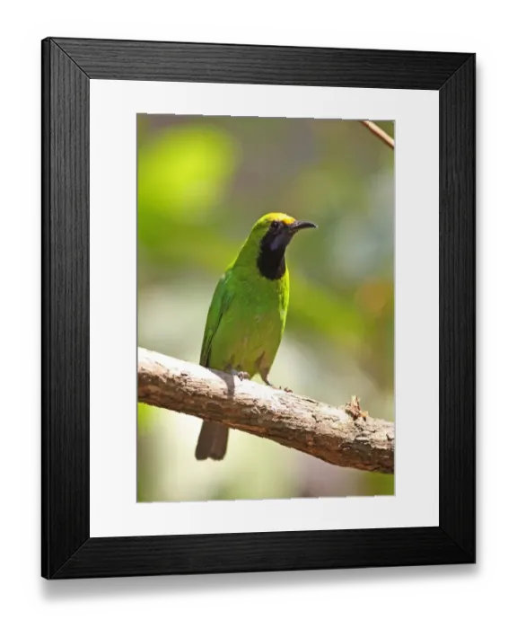 Framed Print : Golden-fronted Leafbird (Chloropsis aurifrons pridii) adult male, perched on branch, Kaeng Krachan N. P. Thailand, february Framed Print : Golden-fronted Leafbird (Chloropsis aurifrons pridii) adult male, perched on branch, Kaeng Krachan N. P. Thailand, february