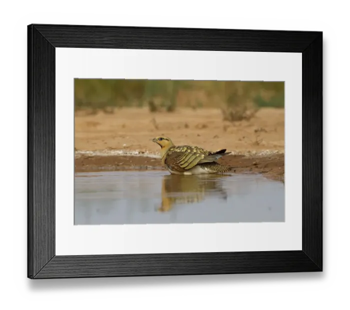 Framed Print : Pin-tailed Sandgrouse (Pterocles alchata) adult male, drinking and wetting breast feathers at pool, Aragon, Spain, july Framed Print : Pin-tailed Sandgrouse (Pterocles alchata) adult male, drinking and wetting breast feathers at pool, Aragon, Spain, july