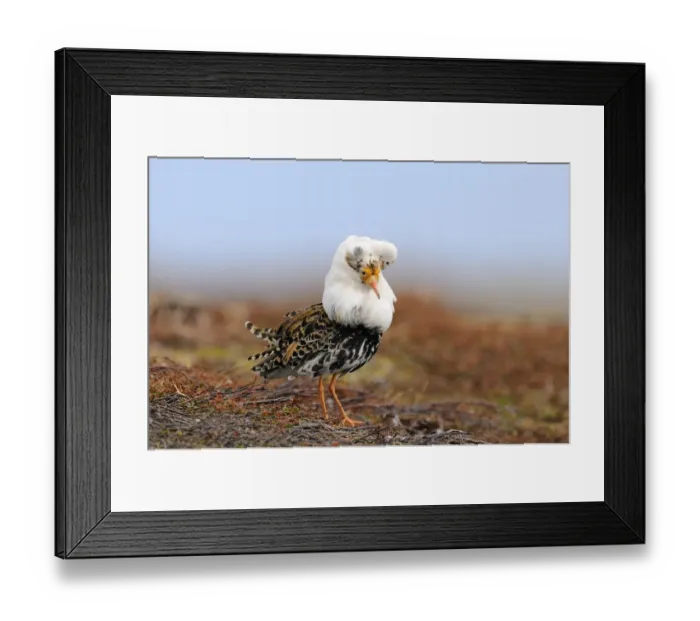 Framed Print : Ruff (Philomachus pugnax) adult male, breeding plumage, standing at lek, Varanger, Norway, may