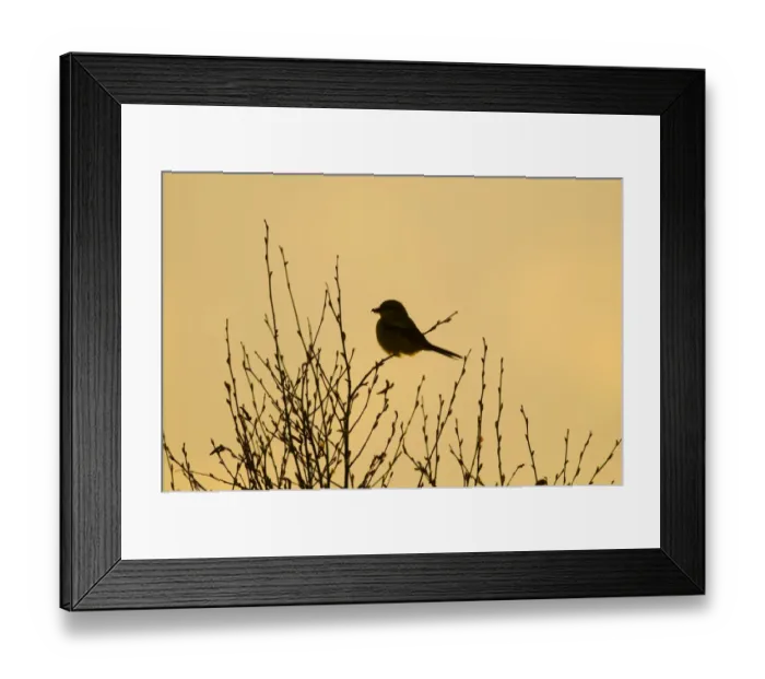 Framed Print : Great Grey Shrike (Lanius excubitor) adult, perched on twig, silhouetted at dusk, Kelling Heath, Norfolk, England, april Framed Print : Great Grey Shrike (Lanius excubitor) adult, perched on twig, silhouetted at dusk, Kelling Heath, Norfolk, England, april