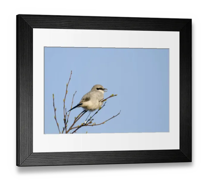 Framed Print : Great Grey Shrike (Lanius excubitor) adult, singing, perched on twig, Kelling Heath, Norfolk, England, april