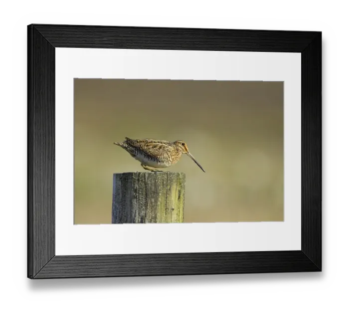 Framed Print : Common Snipe (Gallinago gallinago) adult, crouching on fencepost, Unst, Shetland Islands, Scotland Framed Print : Common Snipe (Gallinago gallinago) adult, crouching on fencepost, Unst, Shetland Islands, Scotland