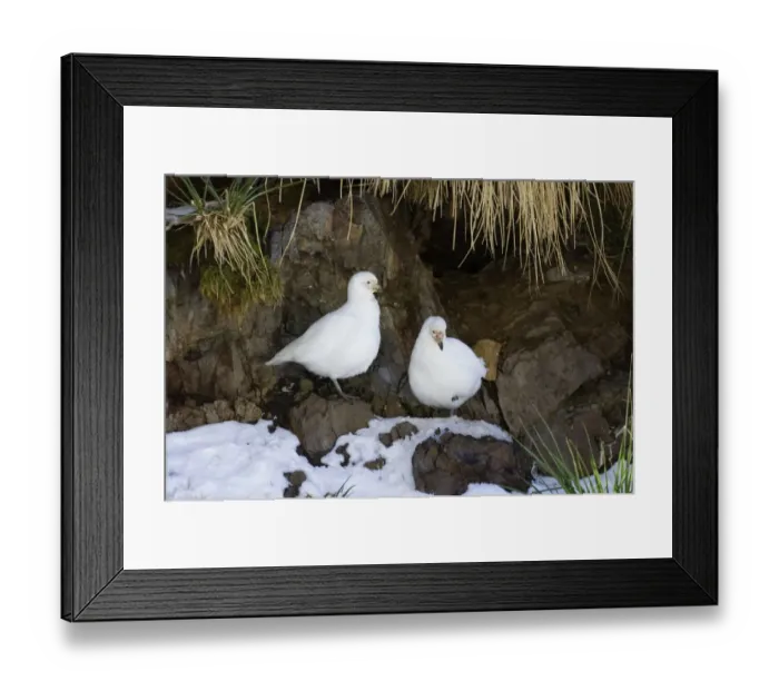 Framed Print : Snowy Sheathbill (Chionis alba) adult pair, standing amongst snow covered rocks at prospective nestsite, South Georgia, november Framed Print : Snowy Sheathbill (Chionis alba) adult pair, standing amongst snow covered rocks at prospective nestsite, South Georgia, november