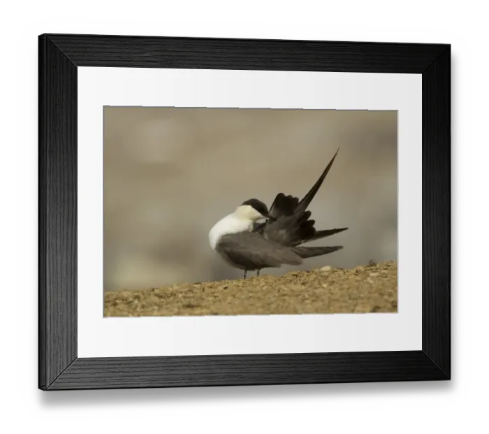 Framed Print : Long-tailed Skua (Stercorarius longicaudus) adult, preening, Svalbard, july Framed Print : Long-tailed Skua (Stercorarius longicaudus) adult, preening, Svalbard, july