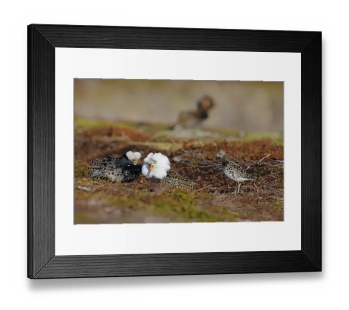 Framed Print : Ruff (Philomachus pugnax) adult males, breeding plumage, displaying to female at lek, Varanger, Norway, may Framed Print : Ruff (Philomachus pugnax) adult males, breeding plumage, displaying to female at lek, Varanger, Norway, may