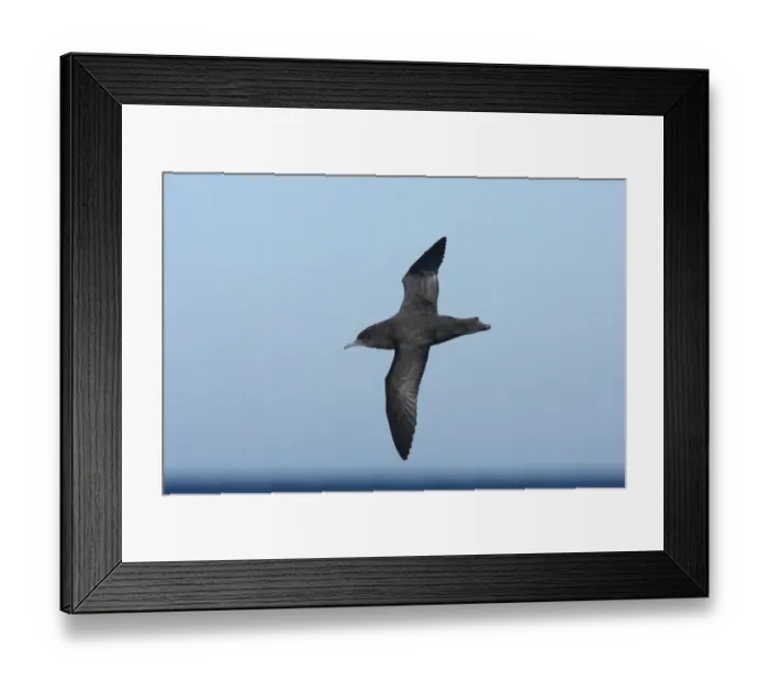 Framed Print : Sooty Shearwater (Puffinus griseus) adult, in flight offshore over sea, Mar de Plata, Buenos Aires, Argentina, july Framed Print : Sooty Shearwater (Puffinus griseus) adult, in flight offshore over sea, Mar de Plata, Buenos Aires, Argentina, july
