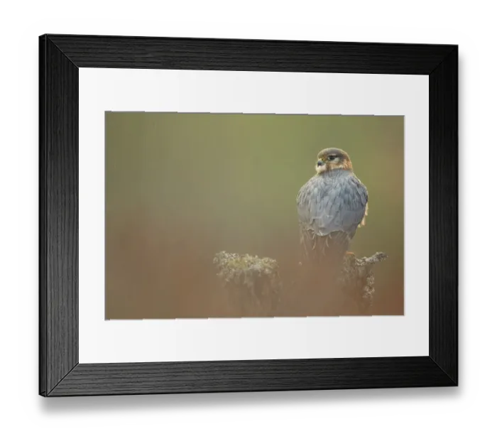 Framed Print : Merlin (Falco columbarius) adult male, perched on stump in light rain shower, Scotland (captive) Framed Print : Merlin (Falco columbarius) adult male, perched on stump in light rain shower, Scotland (captive)